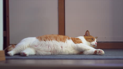 Fully grown male cat laying on his side on the floor