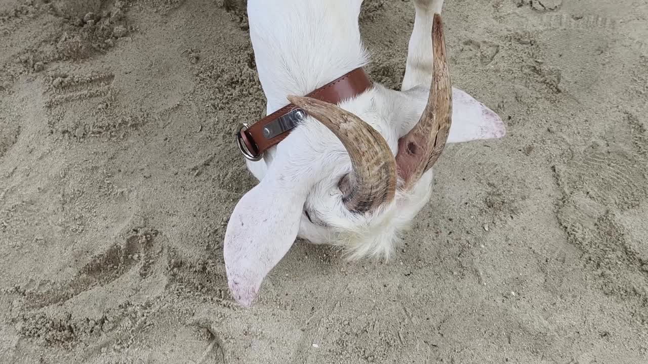 White Goat Eating in the Sand
