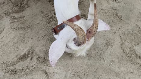 white goat eating in the sand