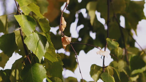 young branches of birch tree waved by wind in summer forest