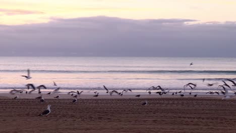 sunrise on the beach, seagulls are waking up and taking off for the first flight of the day, harmonious overture to the day's unfolding beauty at the sea coastline