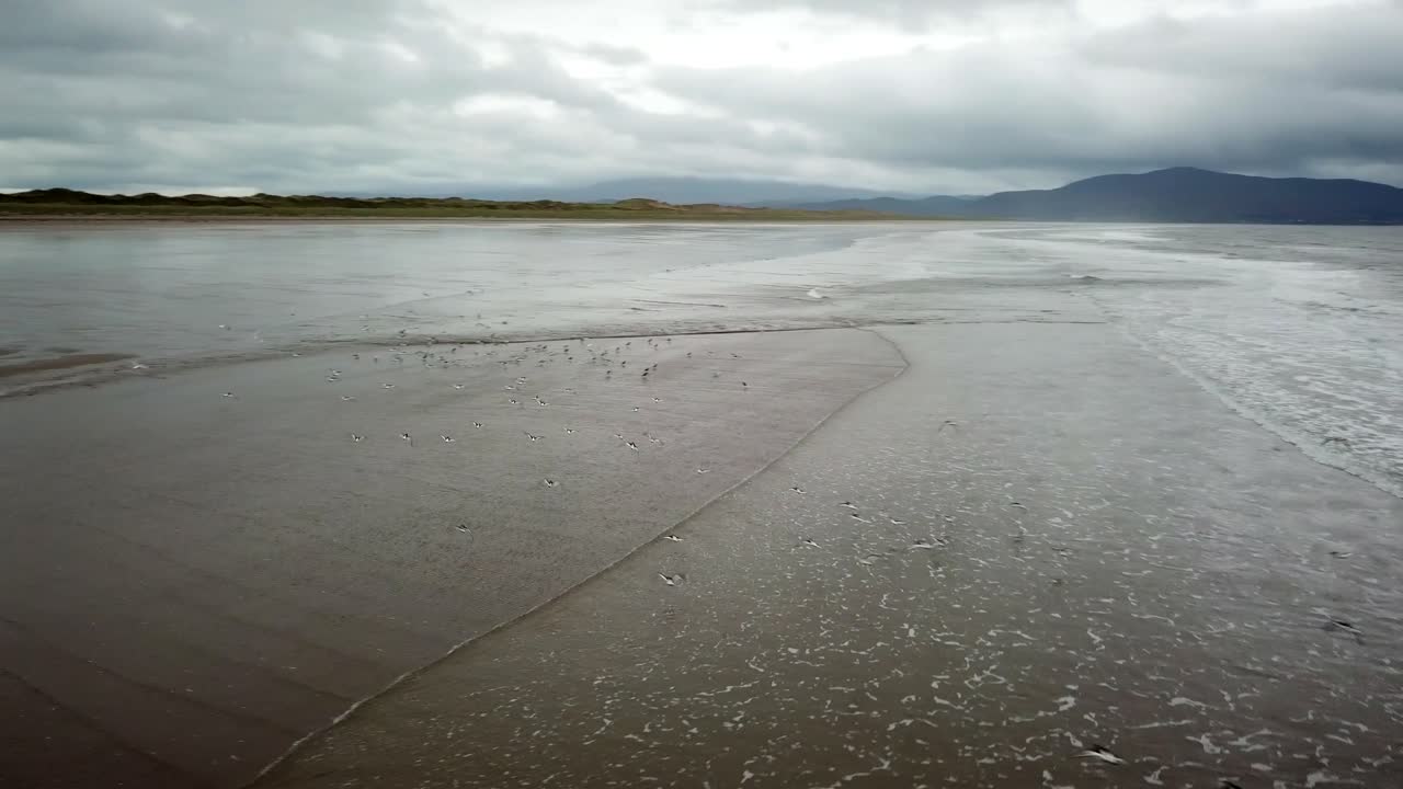 grupo de pájaros rozan las olas rompiendo en una playa de arena irlandesa