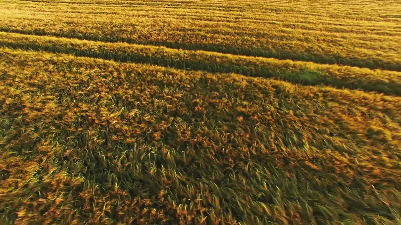 Трава, дующая на ветру.