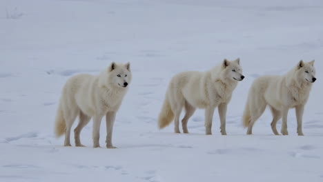three arctic wolves in a snowy landscape