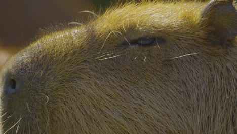 Capybara-Nahaufnahme-Im-Wunderschönen-Morgenlicht-–-Schwenk-Von-Den-Nasenlöchern-Bis-Zu-Den-Augen-Und-Ohren