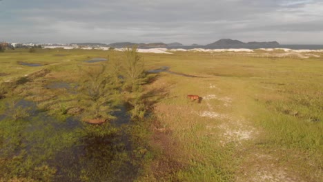 Caballos-En-Un-Campo-Con-Un-Tiro-Aéreo-De-Un-Dron