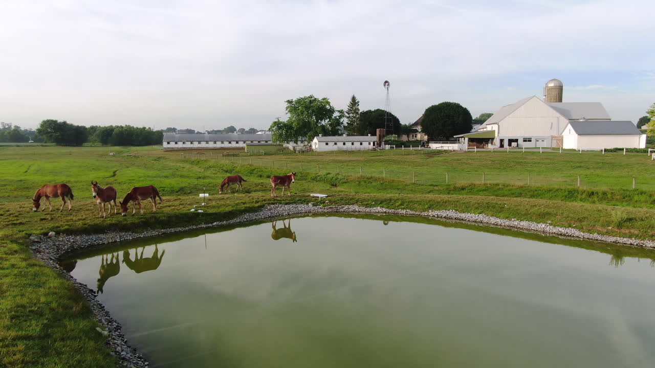 reflejos de caballos y mulas en el estanque en la granja en el condado rural de lancaster, pennsylvania, país amish, los turistas visitan las comunidades de personas menonitas para ver la agricultura vida agrícola simple