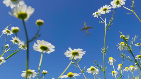 chamomile field with airplane in blue sky