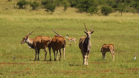 Eland-En-Las-Llanuras-De-Hierba-De-Sudáfrica