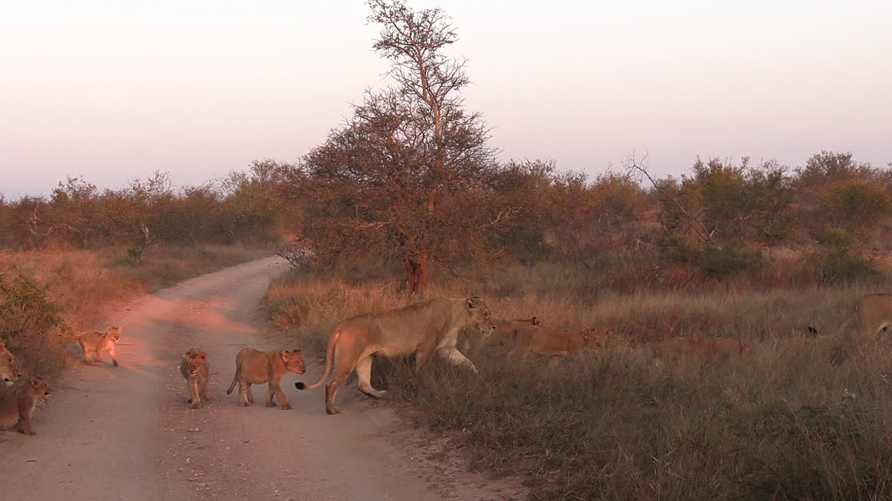 leonas y cachorros al amanecer en el parque de caza africano