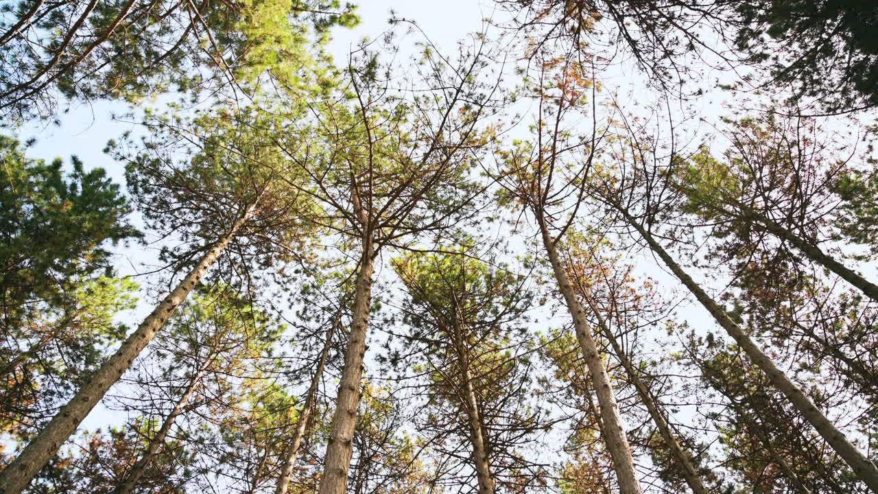 Vue en contre-plongée d’une forêt de pins, avec un ciel bleu en arrière-plan