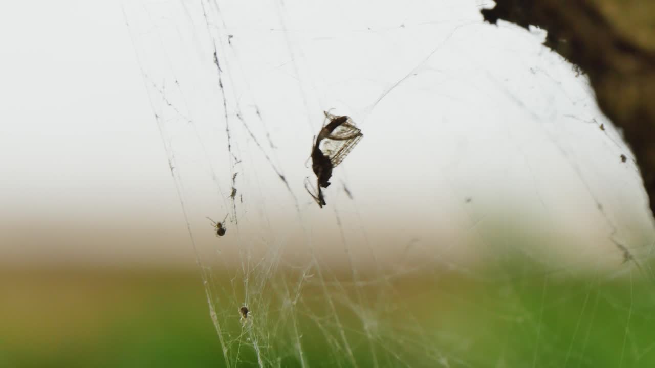 Spiders hanging in the spiderwebs