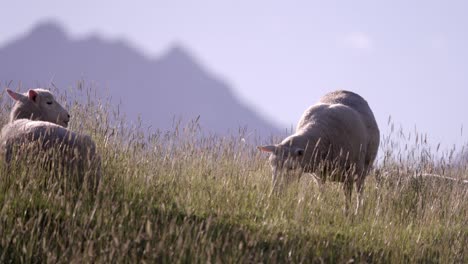 ovejas pastando en las altas montañas de nueva zelanda en una mañana soleada