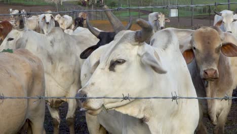 herd of horned beef cattle gather at barbed wire fence, close up