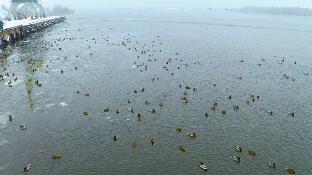 겨울에 항구에 있는 많은 오리들, 무인 항공기에서 보기