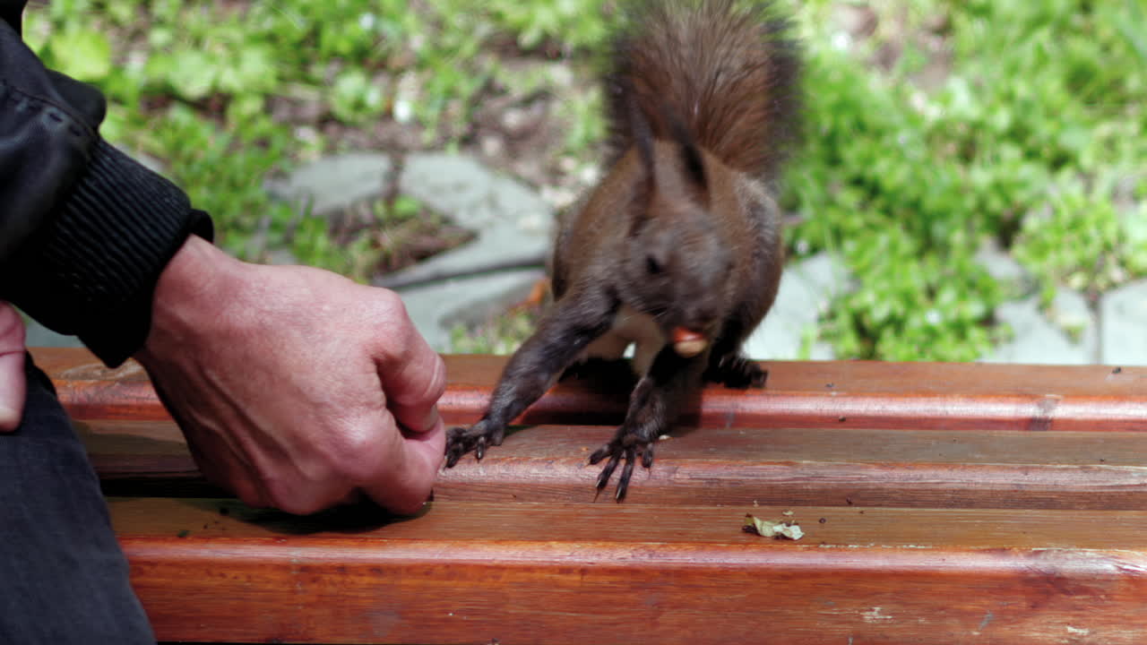 Man feeding nuts to a brown squirrel in the park