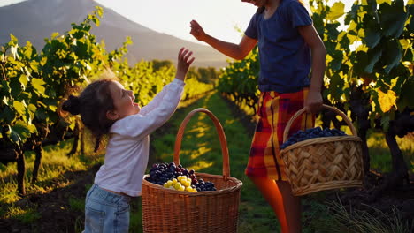 children harvesting grapes in a vineyard