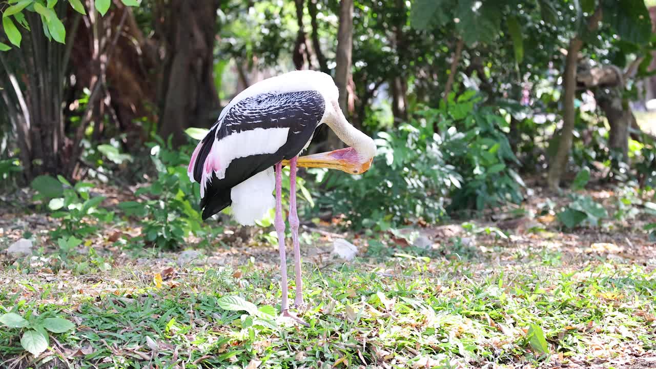 Stork preening in Chonburi zoo environment