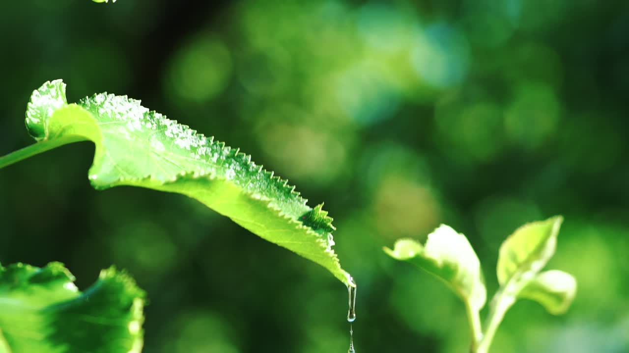 leaves of plants are hesitating from water drops on the background of garden in the summer. Irrigation of plants. Slow motion