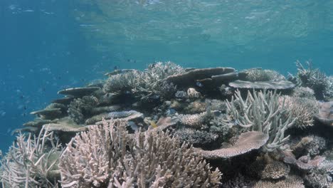 scuba divers view of a coral reef ecosystem teeming with vibrant coral, diverse marine life on the great barrier reef