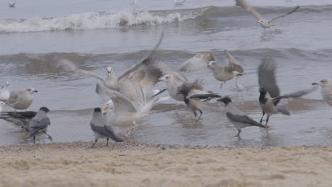 flock of seagulls on redlowo beach in gdynia fighting over food