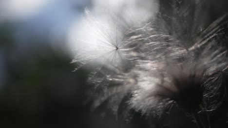 seeds of thistle swaying in the wind, close up