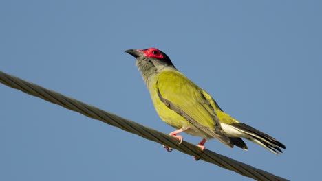 male fig bird perched on a powerline singing