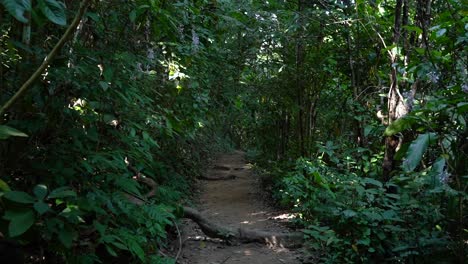 walking through a beautiful bamboo forest in thailand