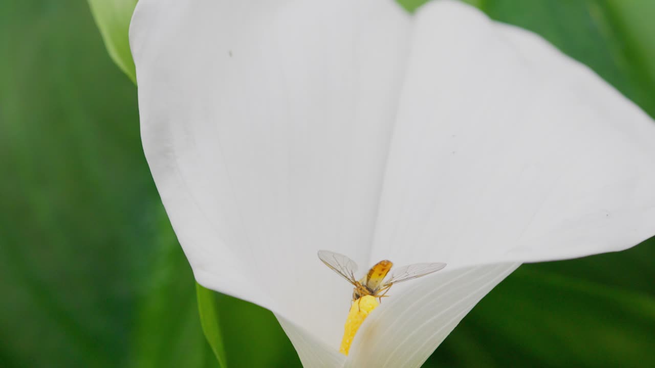 un insecto recogiendo polen de una gran flor de lirio blanco en verano