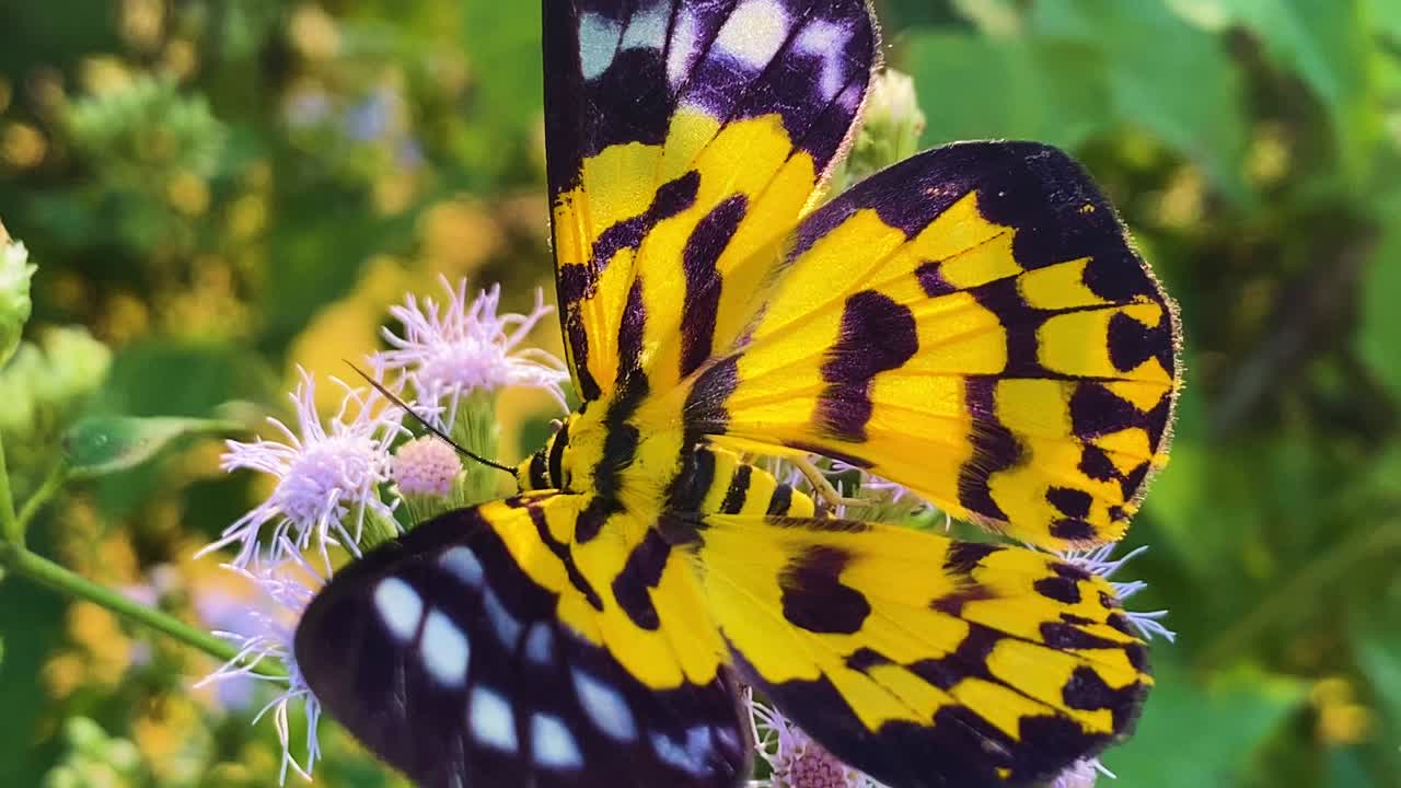 Vibrant Colors Of A False Tiger Moth Feeding On A Flower Garden. Zoom Out Shot