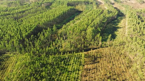 Aerial-View-Of-Spruce-Trees-Near-Castriz-In-Santa-Comba,-A-Coruña,-Galicia,-Spain