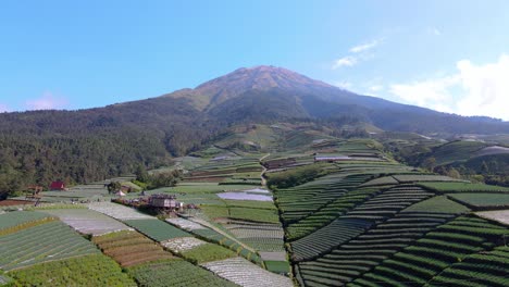 flyover drone view of vegetable crops growing on mountain slope, indonesia