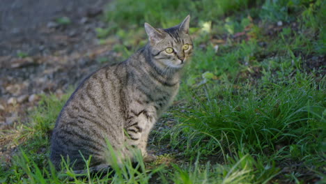 Gato-Joven-Está-Mirando-A-Su-Alrededor