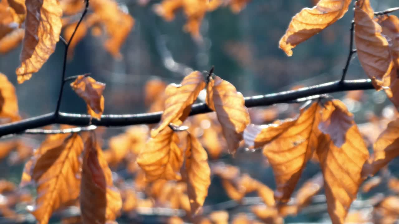 가을 잎이 많은 지점에 근접 촬영 돌리 오른쪽 가을 광야에서