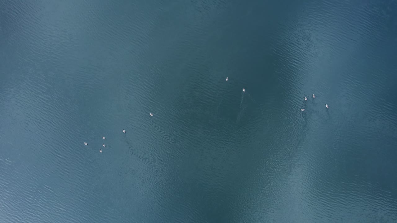 Vista dall'alto di un gruppo, una covata, di anatre isolate sulla superficie blu scuro del lago.