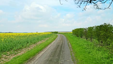 a stunning drone footage of a vibrant yellow rapeseed crop with two trees and a beautiful country road