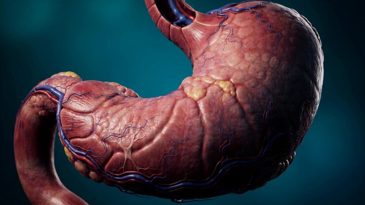 Detailed Realistic Stomach Anatomy Render Showing Gastric Organ Structure and Tissue Layers