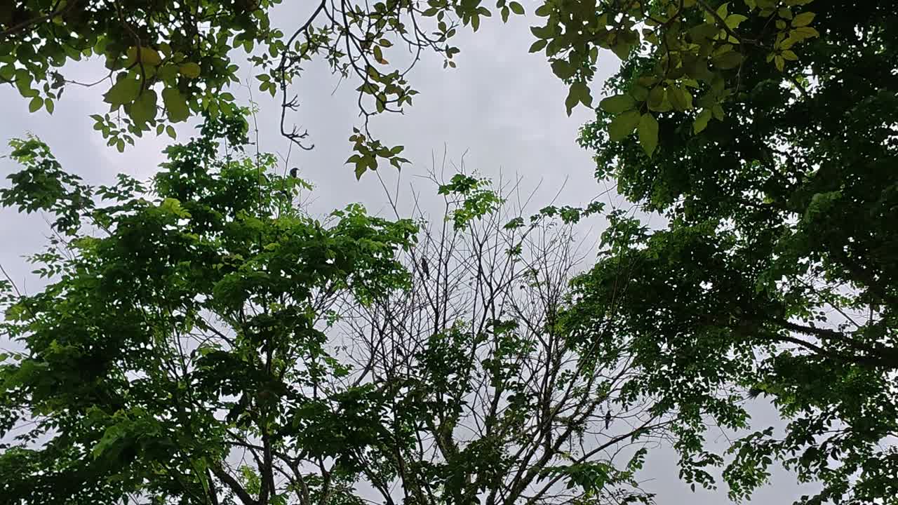 A large flock of crows gathers on tree branches in the evening, creating a loud noise. The birds are choosing a roosting spot for the coming night