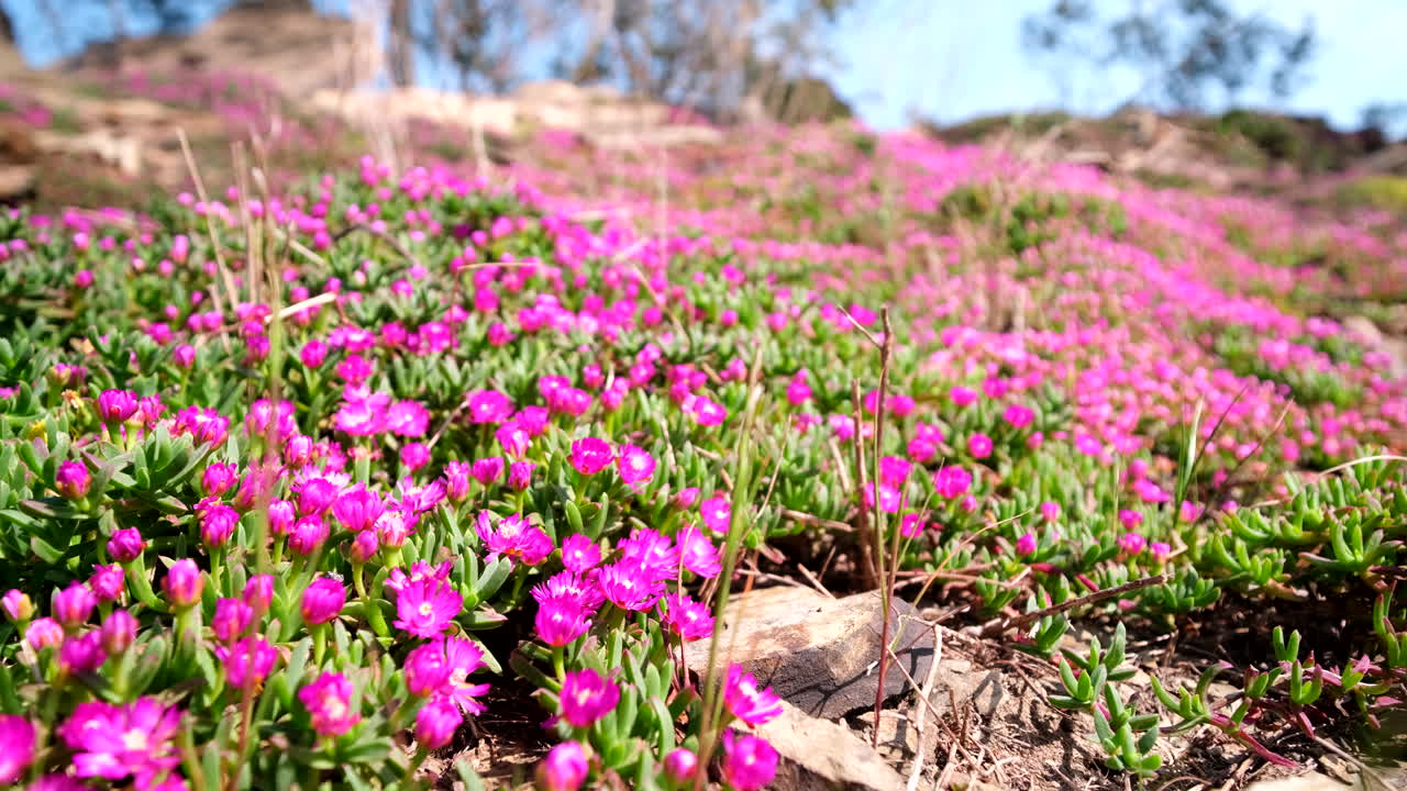 Rack focus shot of flowering pink delosperma iceplant in rocky terrain