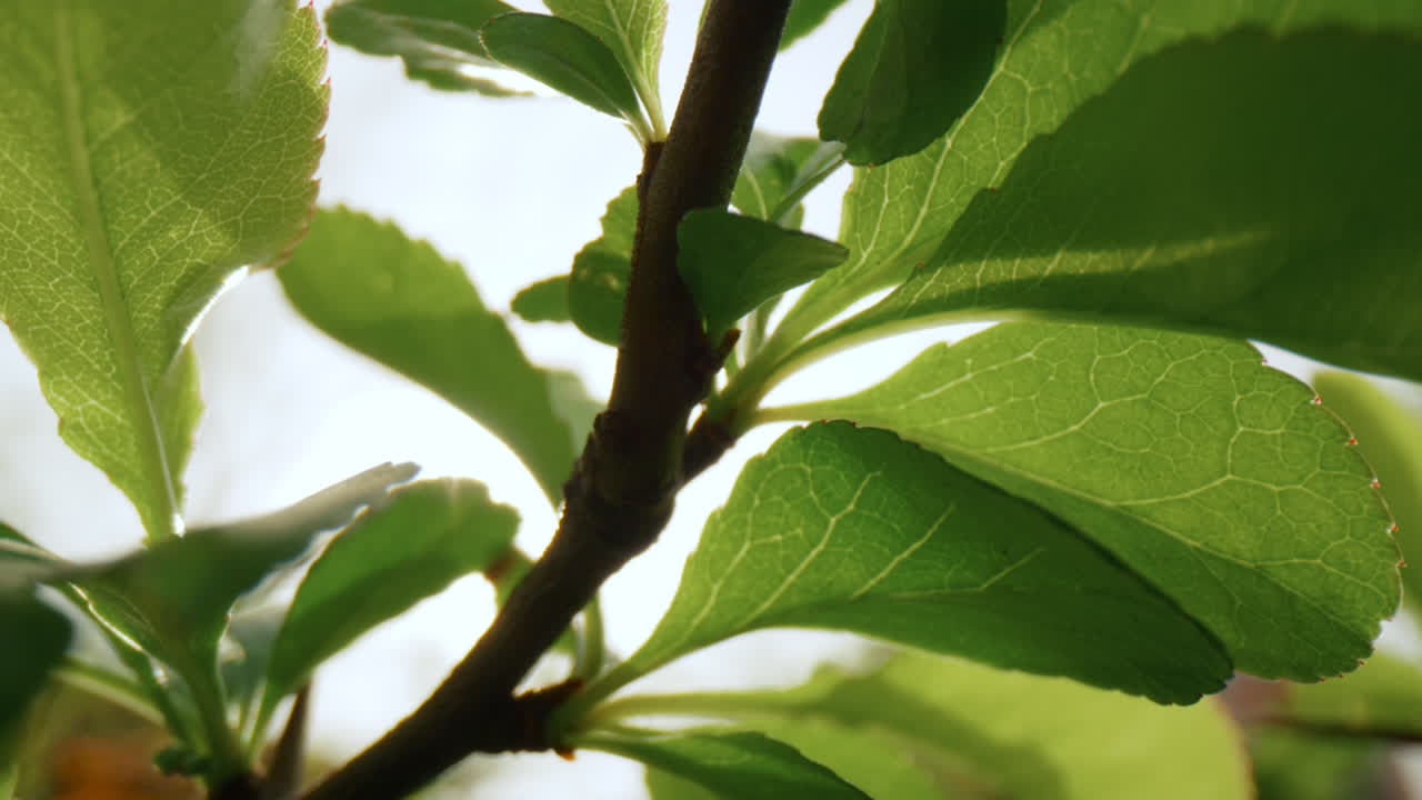 hermosas hojas verdes frescas balanceándose en el viento contra la brillante puesta de sol dorada.