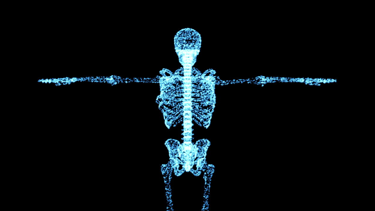 hay 206 huesos en el cuerpo humano.