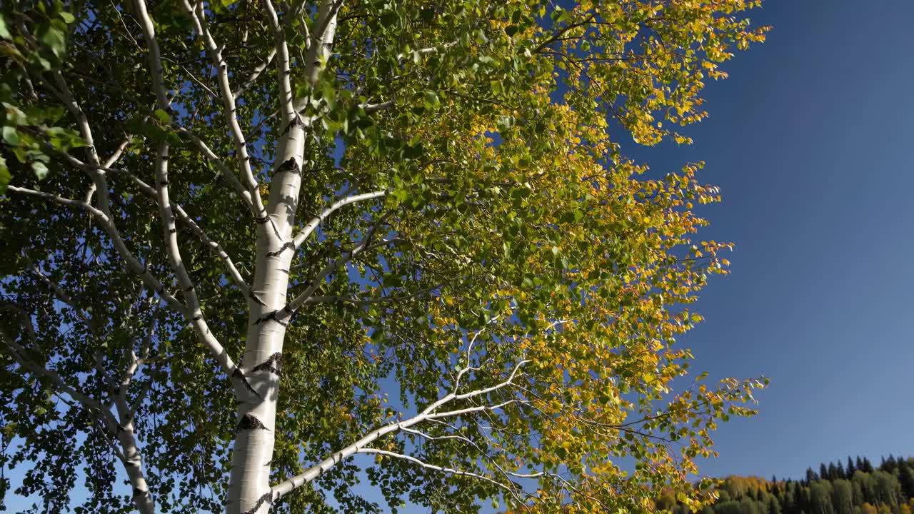 Vibrant autumn leaves on a birch tree against a clear blue sky, captured from a low-angle