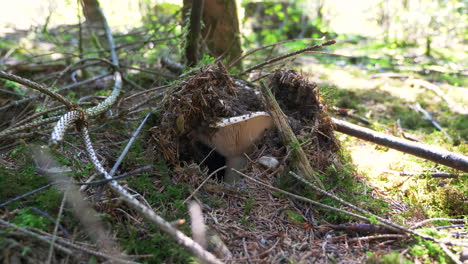 Large-mushroom-is-lifting-up-the-soil-in-an-Austrian-forest-on-a-sunny-day