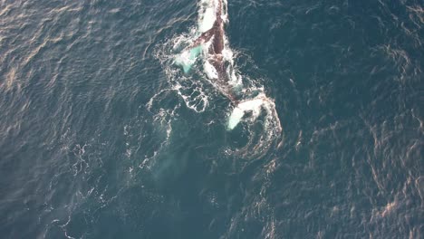 humpback whale swimming and spinning in the blue sea - cetacean