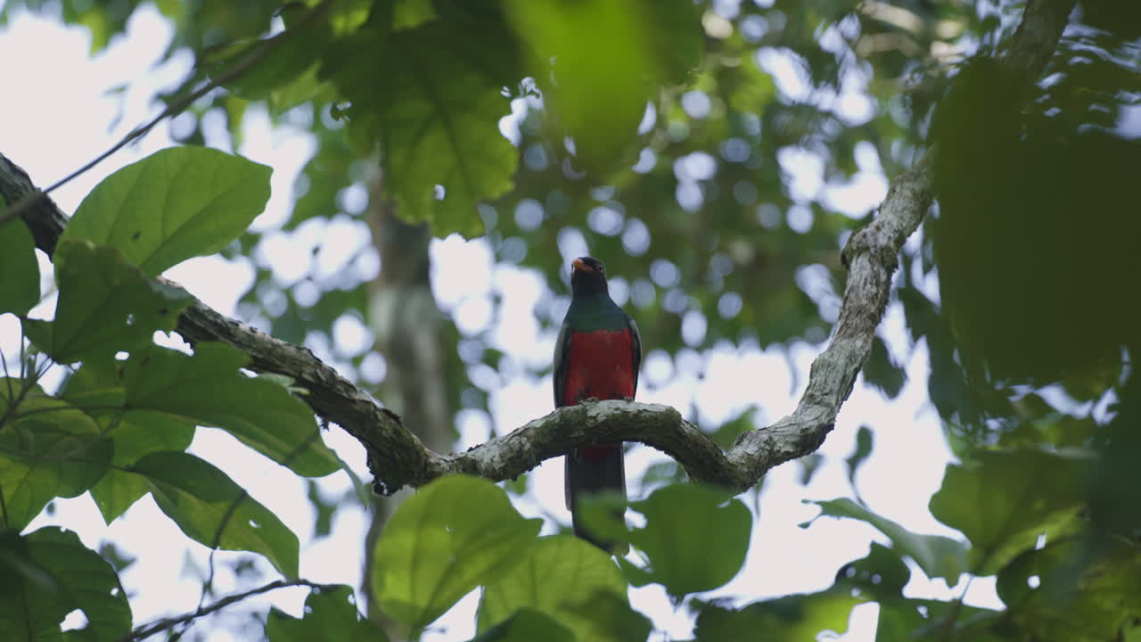 resplandeciente quetzal pájaro de américa central posado en un árbol de la selva tropical