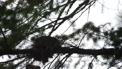 mother bird cleans nest full of babies