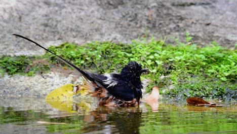 Shama-De-Rabadilla-Blanca-Bañándose-En-El-Bosque-Durante-Un-Día-Caluroso,-Copsychus-Malabaricus,-En-Cámara-Lenta