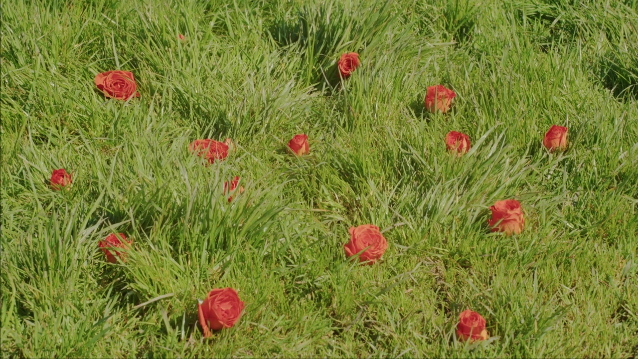 Fiori rossi sono sparsi tra l'erba verde in un paesaggio di campo soleggiato all'aperto. Inquadratura dall'alto.