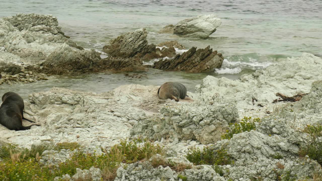 Serene Slumber: A seal peacefully asleep, a tranquil moment captured in the soothing embrace of nature's beauty