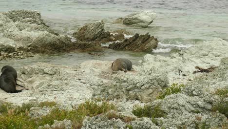 Sueño-Sereno:-Una-Foca-Dormida-Pacíficamente,-Un-Momento-De-Tranquilidad-Capturado-En-El-Reconfortante-Abrazo-De-La-Belleza-De-La-Naturaleza.